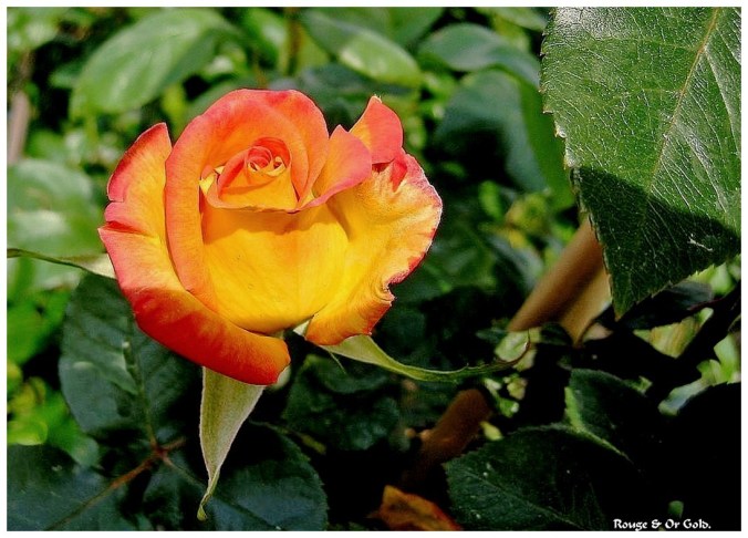 Rose celebre-Rouge & Or Gold