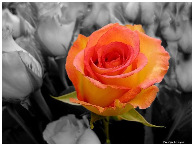 Roses celebres-Prestige de Lyon