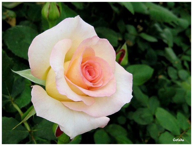 Roses celebres-Gefalia