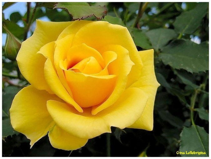 Roses celebres-Gina Lollobrigida-