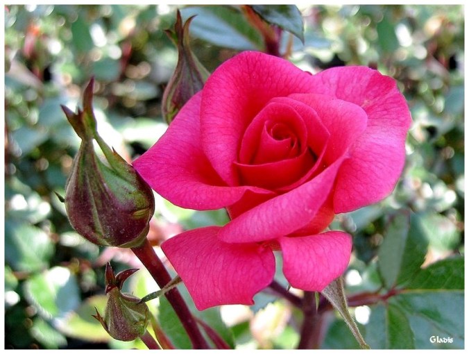 Roses celebres-Gladis