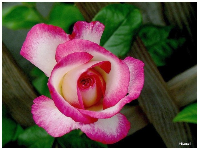 Roses celebres-Händel-1