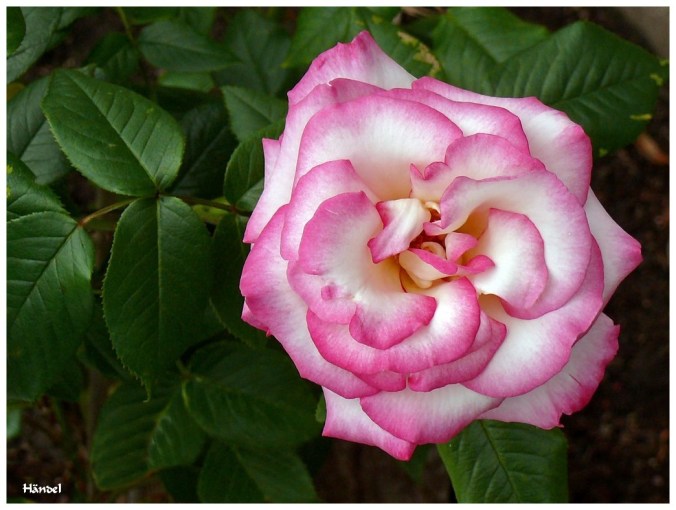 Roses célèbres Händel