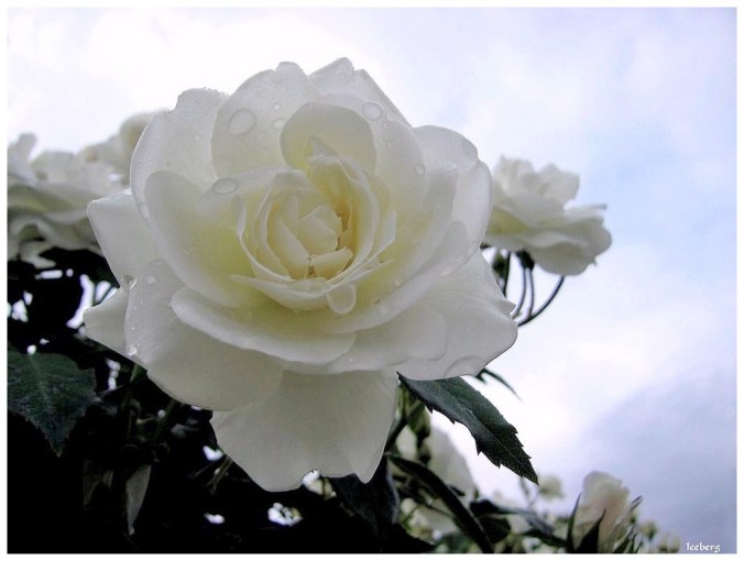 Roses celebres-iceberg-1