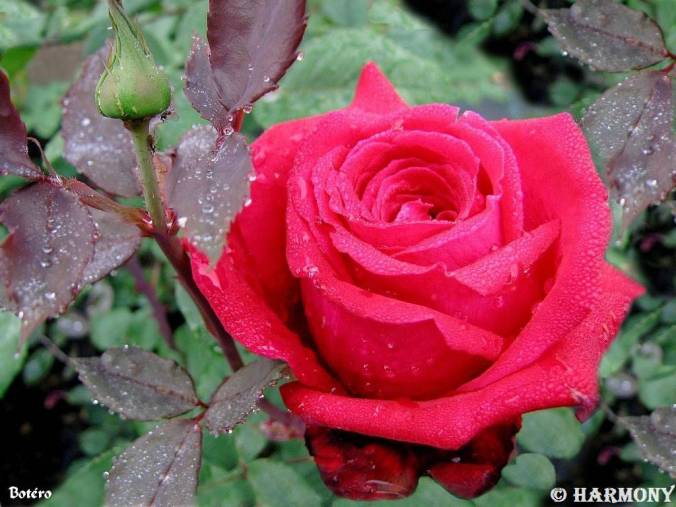 roses-celebres-botero