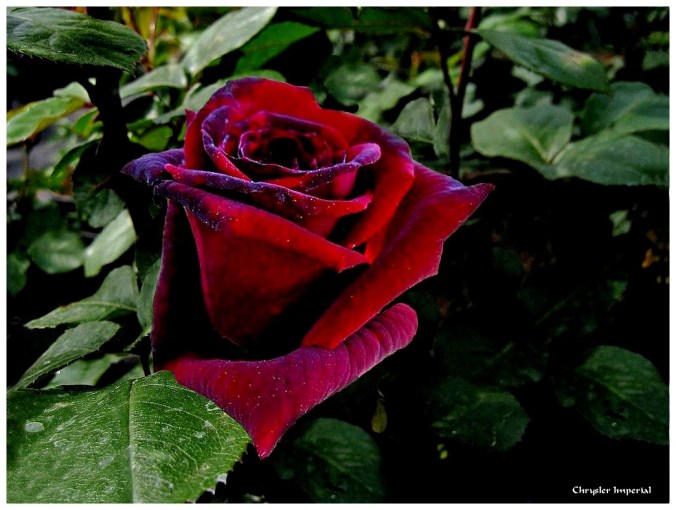 Roses_celebres-Chrysler_Imperial