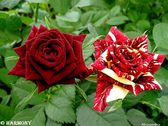 roses-celebres-abracadabra