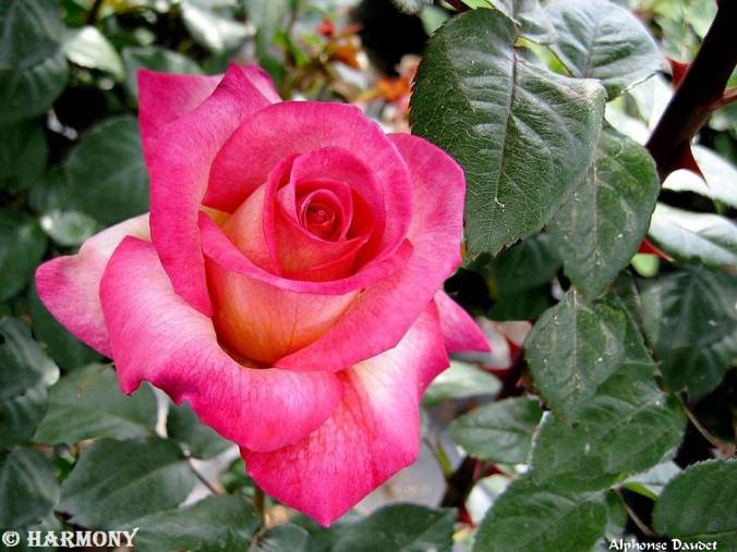 roses-celebres-alphonse-daudet