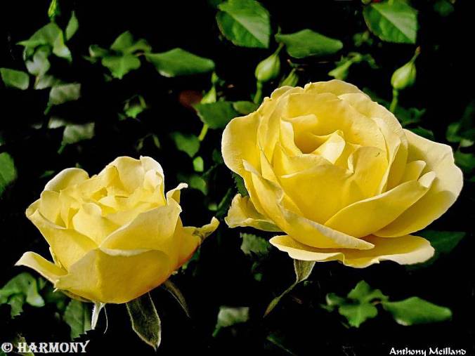 roses-celebres-anthony-meilland