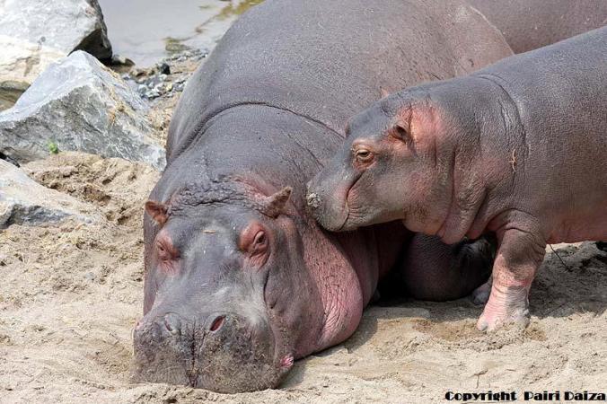 Hippo 1