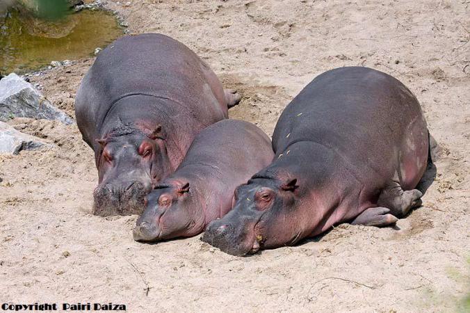 hippopotame