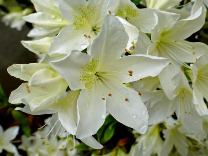 Azalée blanche 1