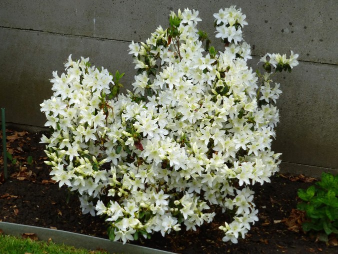 Azalée blanche 4