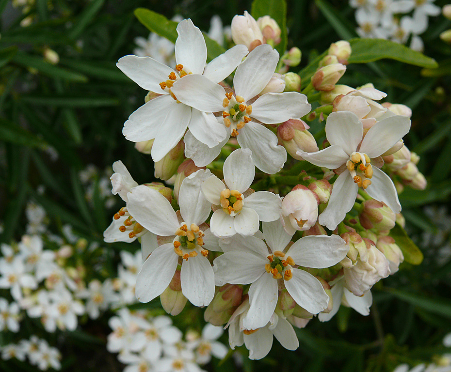 Deutzia 1