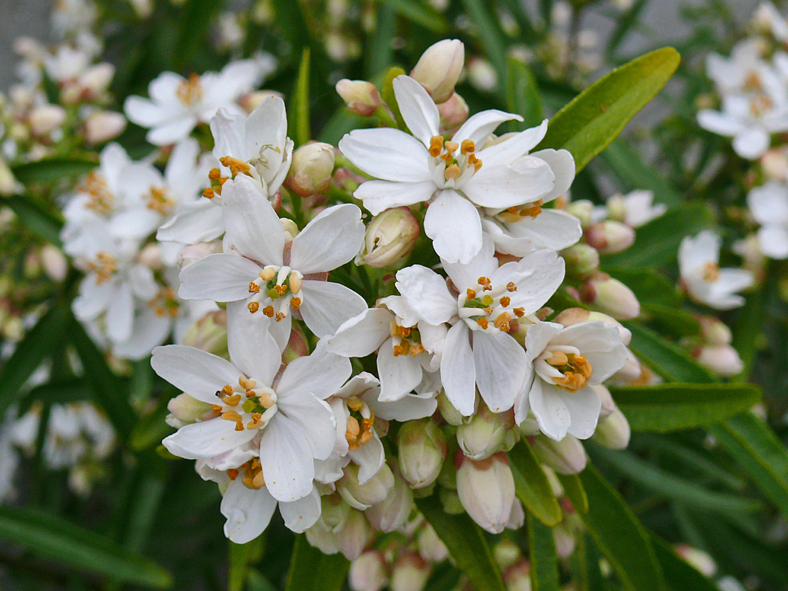 Deutzia 2