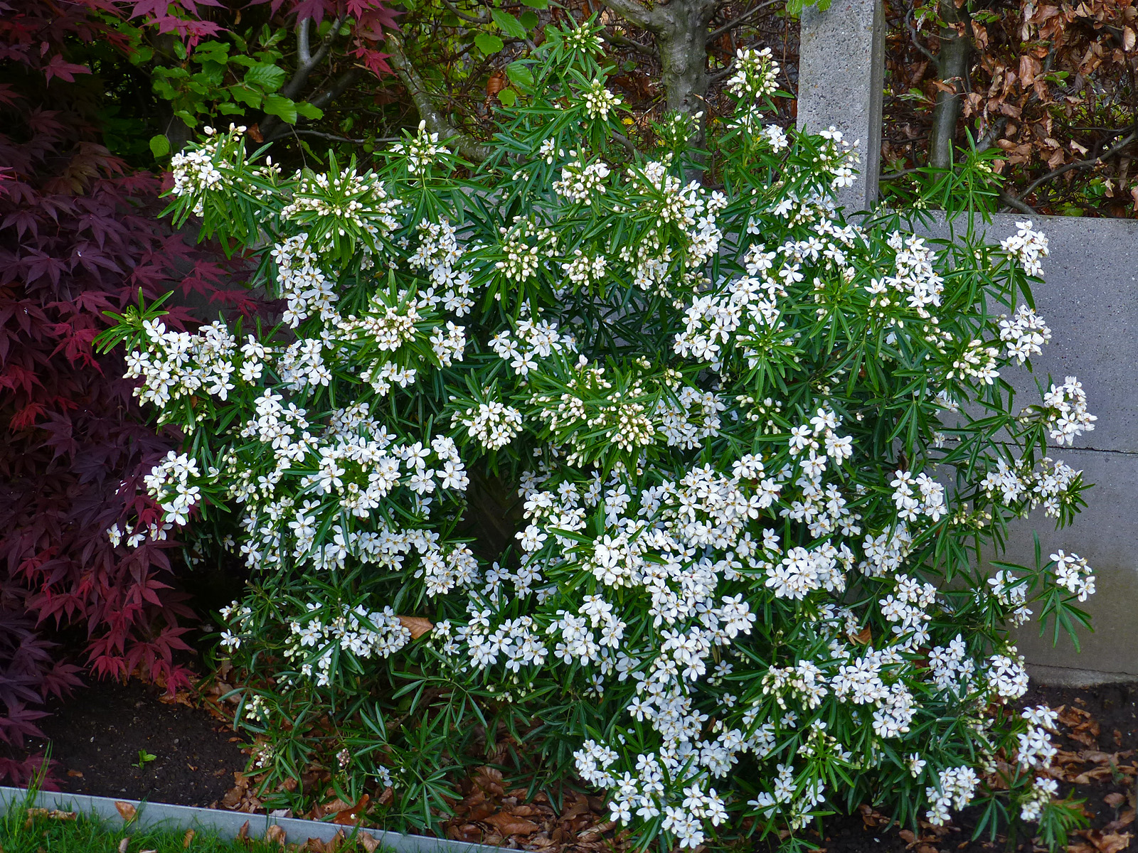 Deutzia entier