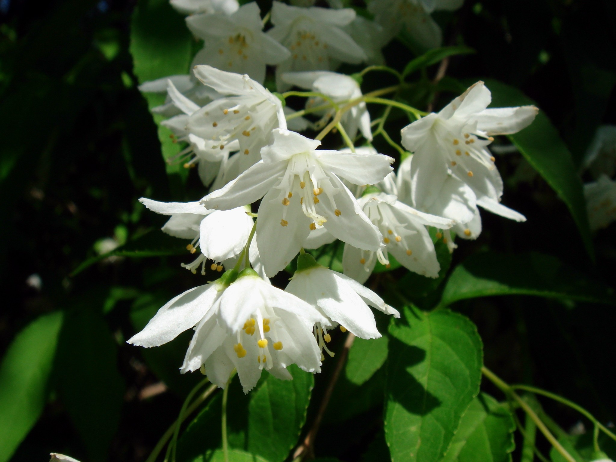 Deutzia