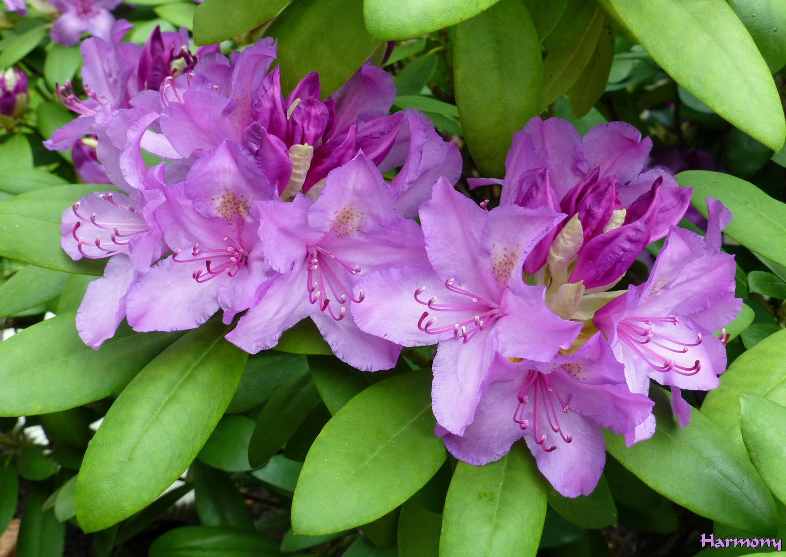 Rhodo mauve 1