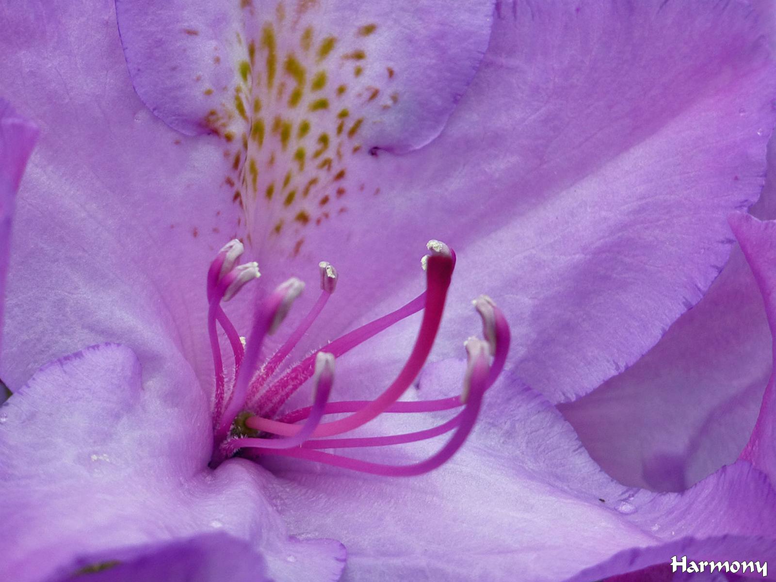 Rhodo mauve 2