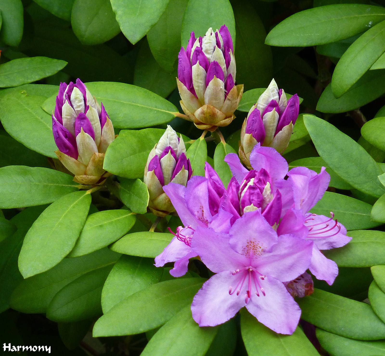 Rhodo mauve 3