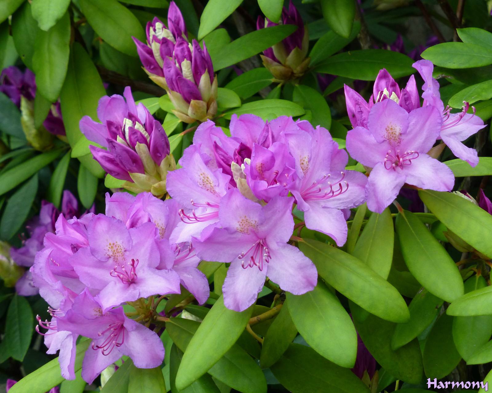 Rhodo mauve 4