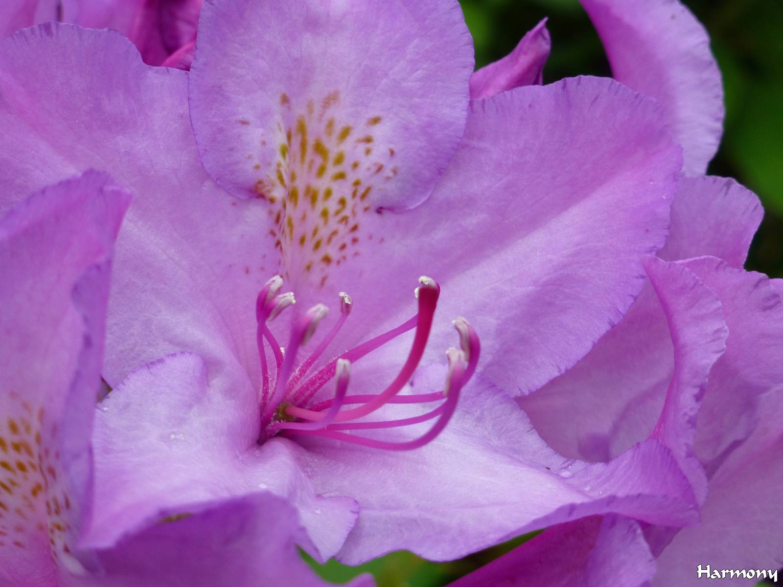 Rhodo mauve