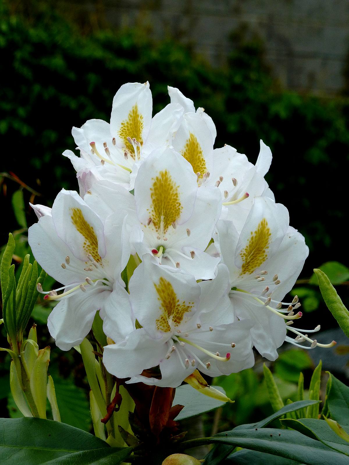 Rhodo blanc et jaune 1