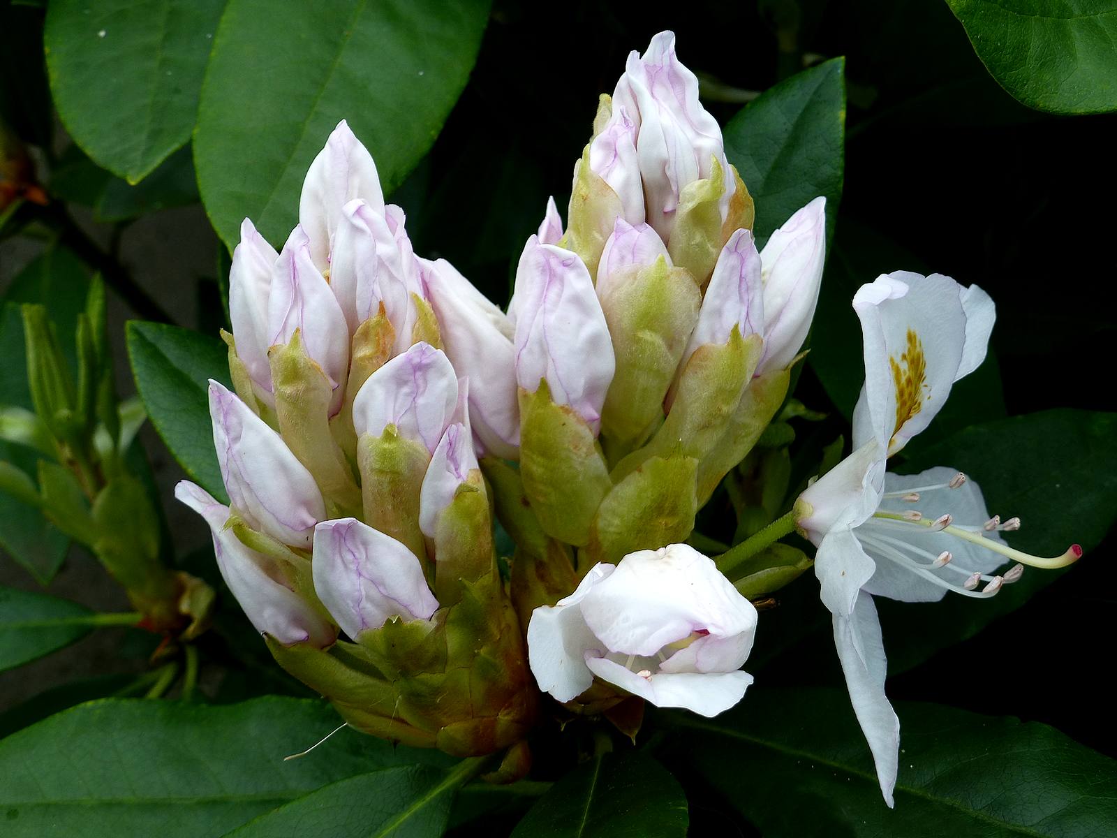 Rhodo blanc et jaune