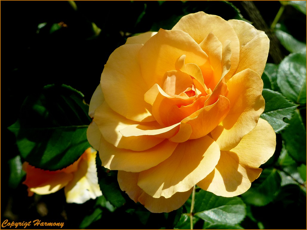 Rose Yellow Climber 1