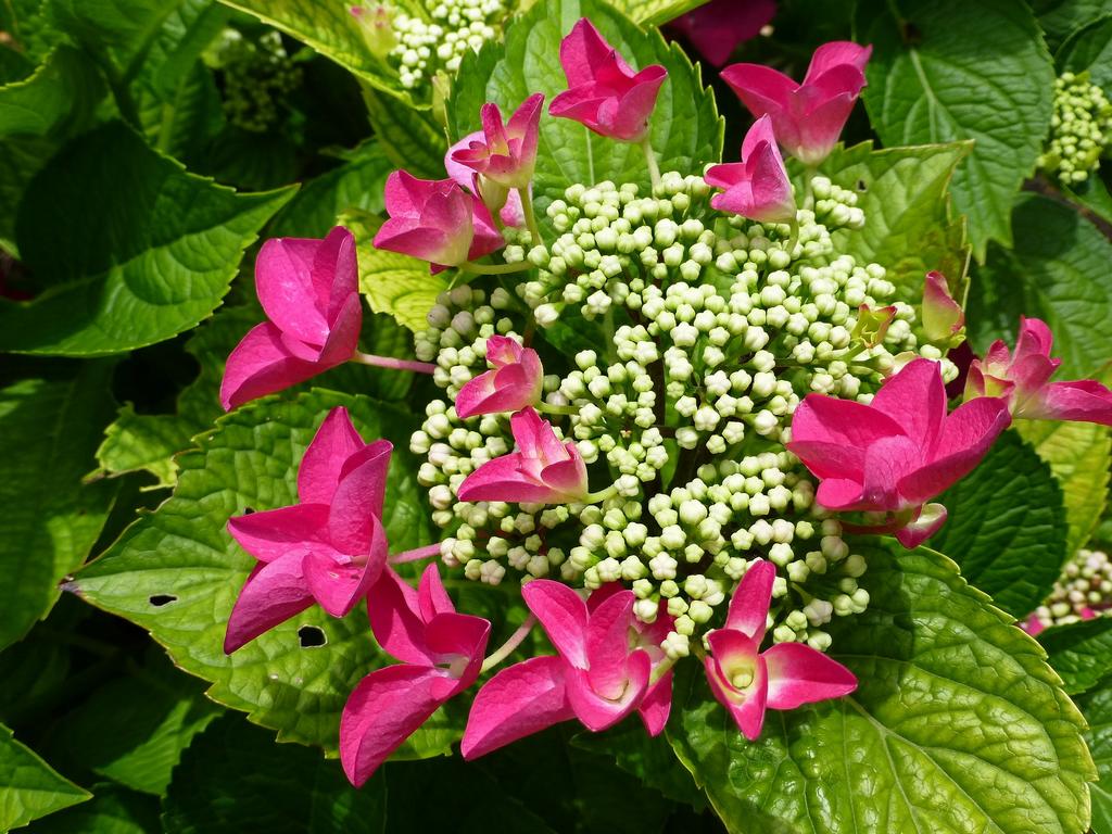 Hortensia 5