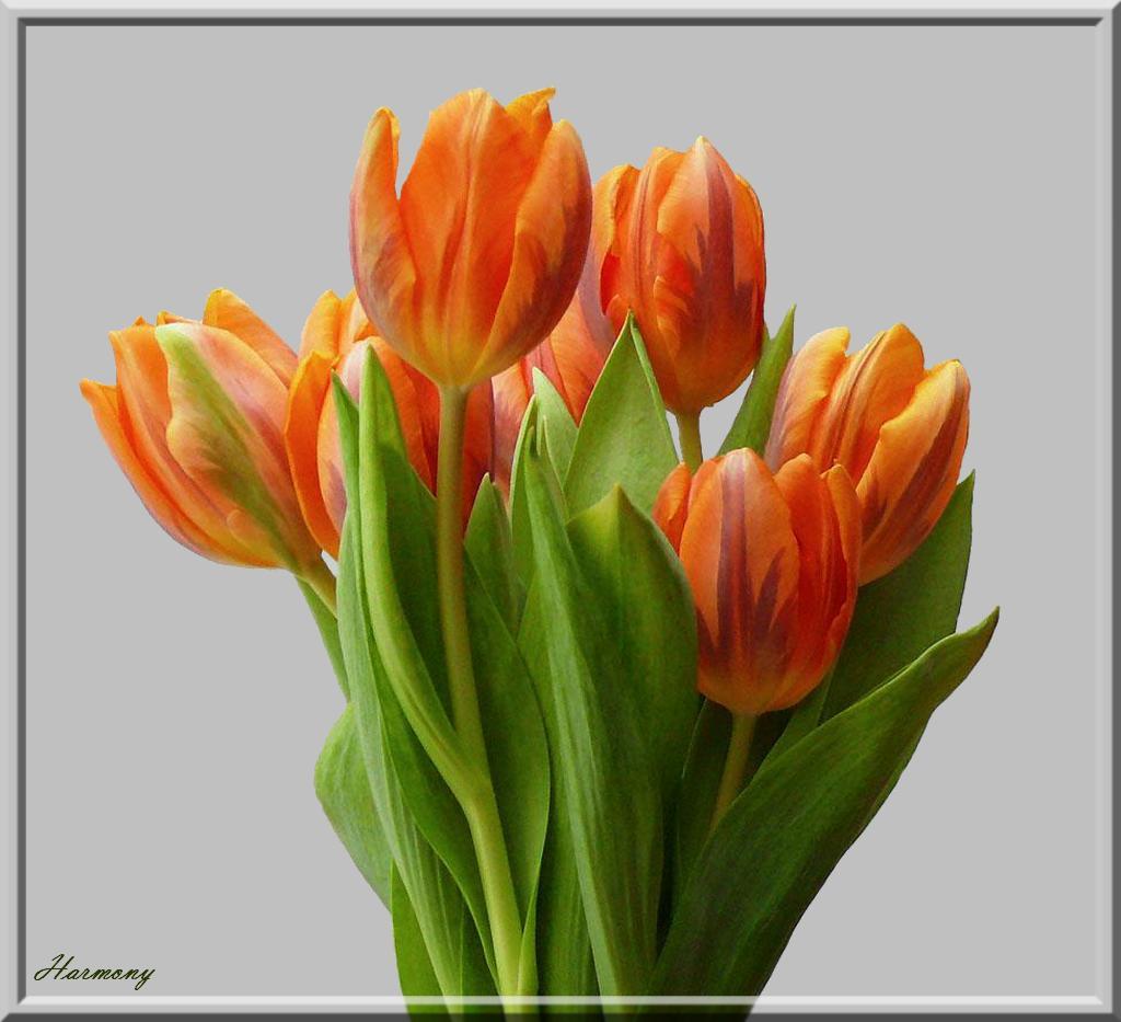 Bouquet de tulipes