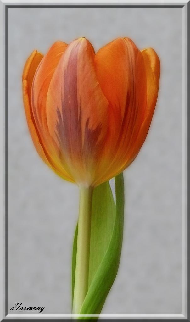 Tulipe