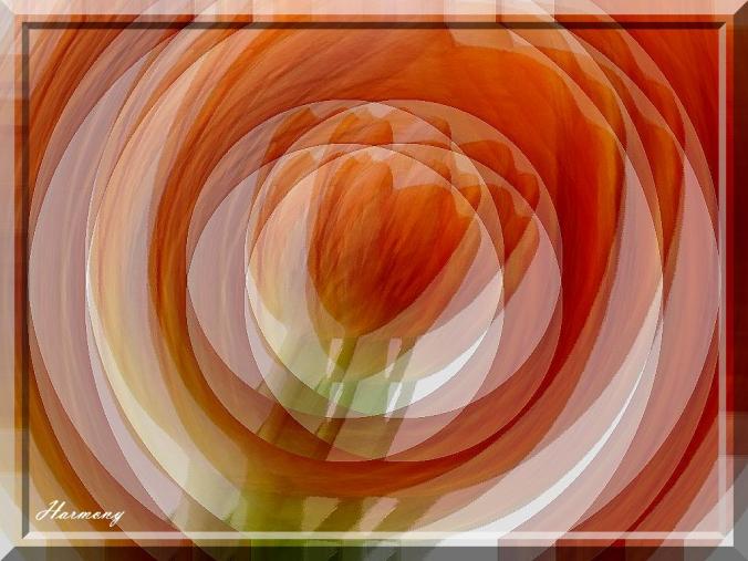 Variation tulipe.-