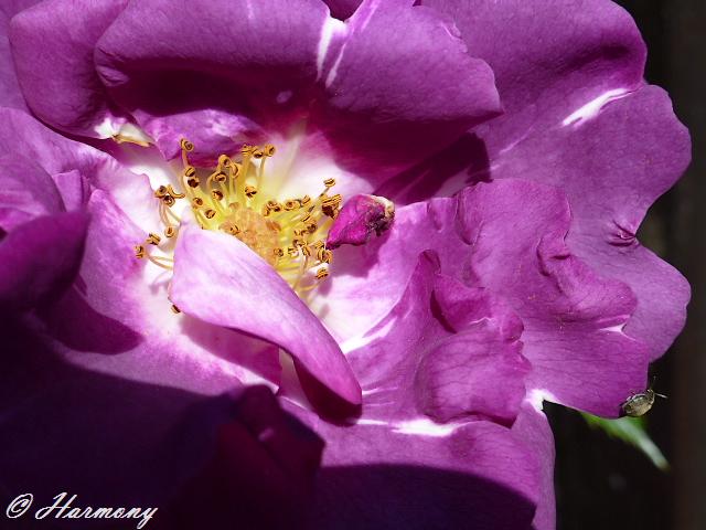 Rosier grimpant double Appolo 4