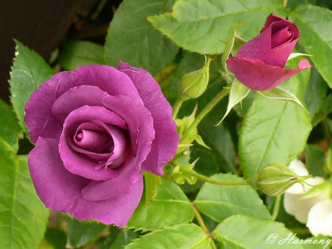 Rosier grimpant double appolo 5