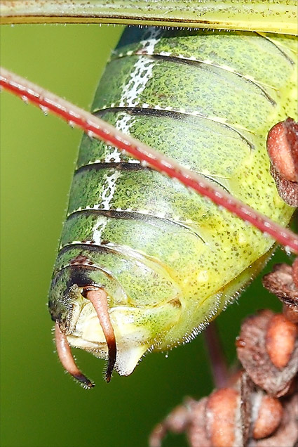 cerques-plaque-sous-genitale