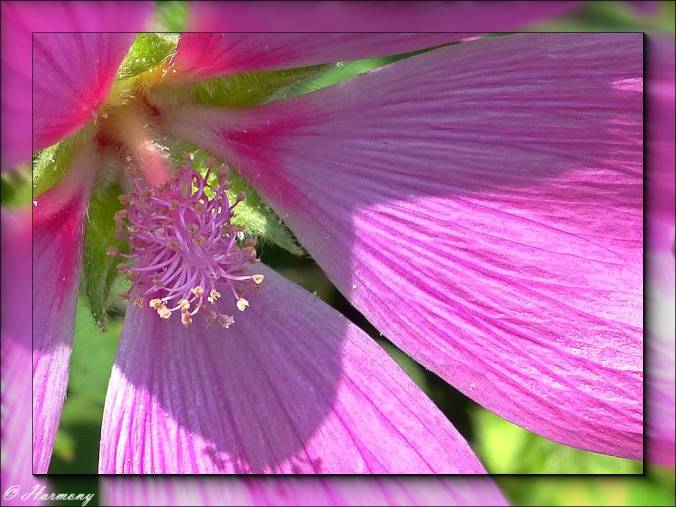 Coeur de Lavatère 1