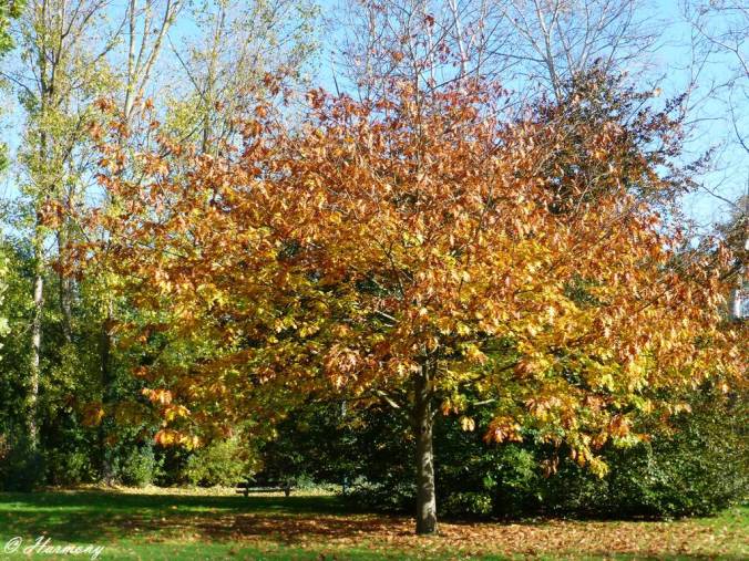 Lumière d'automne 2