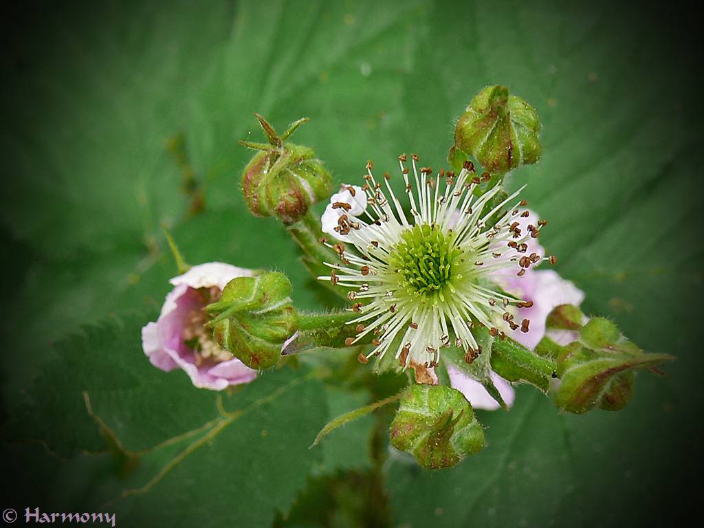 Etamines de fleur de mûrier-