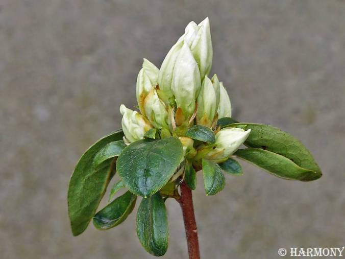Bouton azalée blanche