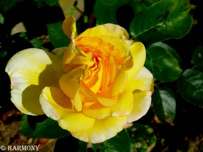 Rose jaune.-