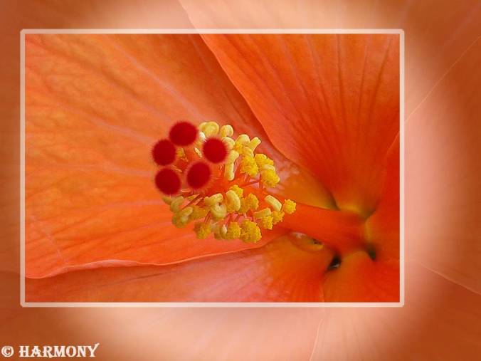 Hibiscus 1