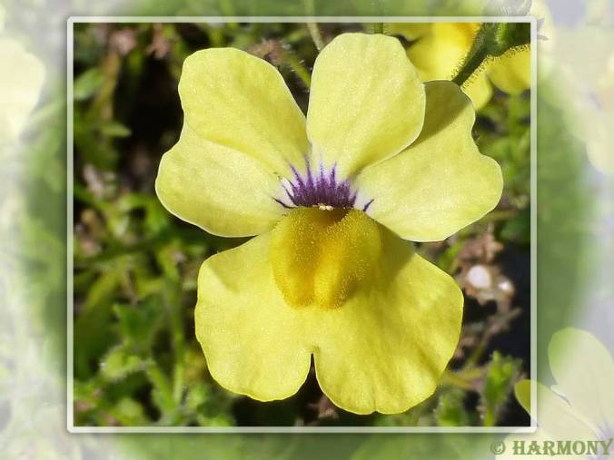 Nemesia Sunsatia Banana