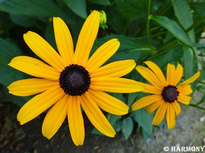 Rudbeckia