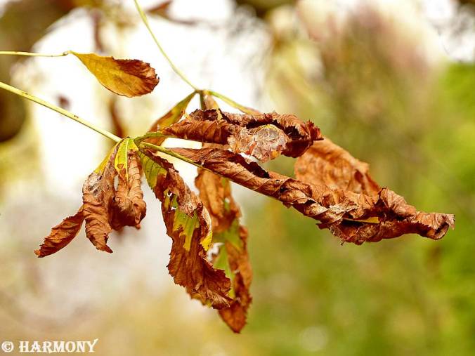 Feuillages d'automne 5