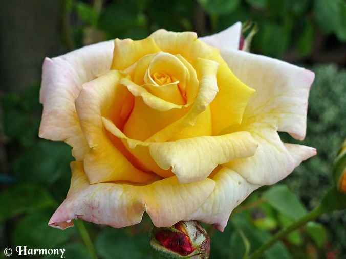 Rosier Golden Celebration.-